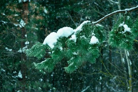 Pine tree branch in forest at cloudy Stock Photos