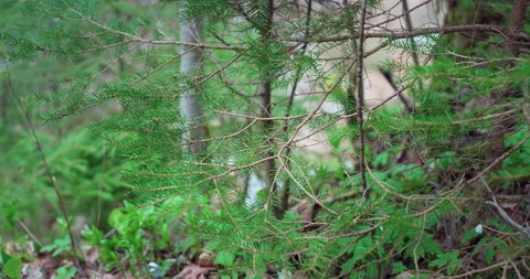 Pine tree branch with forest river in background Stock-Footage 238039041