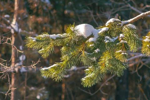 Pine tree branch in forest at sunny Stock Photos