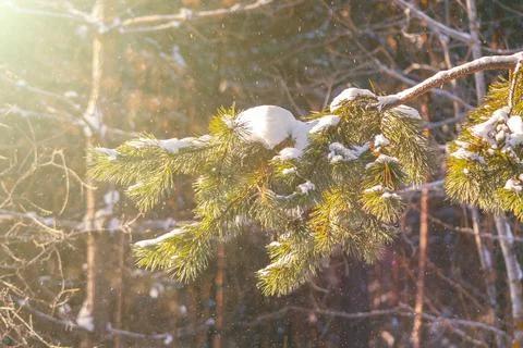 Pine tree branch in forest at sunny Stock Photos