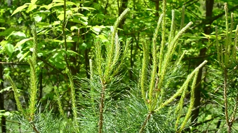 Pine tree branch with fresh sprouts gently swaying in breeze Stock Footage 51425161