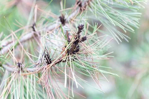Pine tree branch with green and brown needles Stock Photos