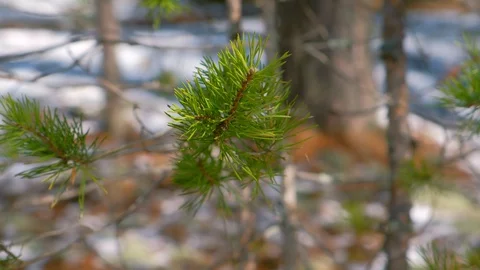 Pine tree branch with green needles on blur background in forest, closeup view. Stock Footage 129599954