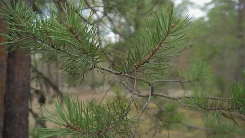 Pine tree branch with green needles. Branches of tree moving in the wind. Close Stock Footage 130667351