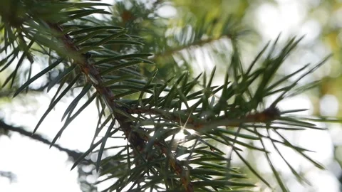 Pine tree branch with green needles against the background of the sun. Branches Stock Footage 142390395