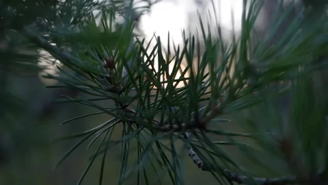 Pine tree branch with green needles. Branches of tree moving in the wind. Close Stock Footage 142875775