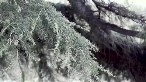 Pine tree branch green needles Stock-Footage 287219523