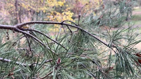 Pine tree branch with green needles in autumn forest park Stock Footage 336960105