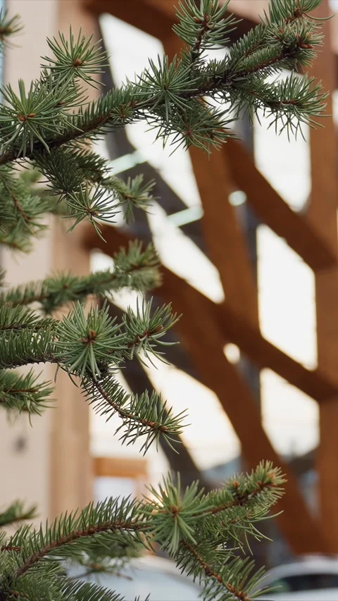 Pine tree branch with green needles and cones against modern building facade Stock Footage 347233324