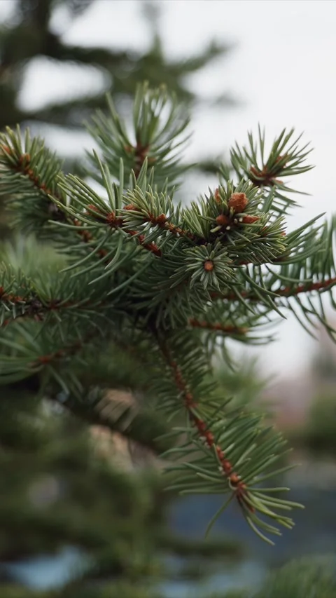 Pine tree branch with green needles and small cones in soft focus outdoor Stock Footage 348116478