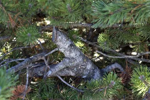 Pine tree branch with green needles in forest Stock Photos