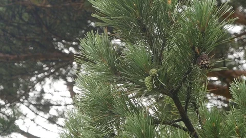 Pine tree branch. Green pine cone Stock Footage 115332616