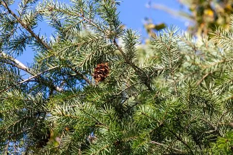 Pine tree branch growing a new cone in sun Stock-Fotos