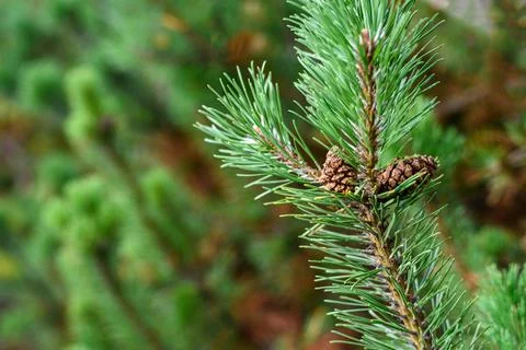 Pine tree branch growing Stock Photos