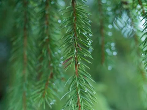 Pine tree branch hanging down after rainfall with water drops Foto stock