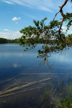Pine tree branch hanging over the clear calm water of a northern lake under a Stock-Fotos