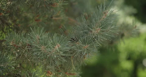 Pine tree branch hidden pine cone Video stock 134198818