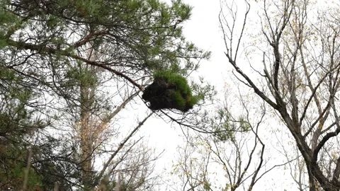 Pine Tree Branch Holds Dense Green Growth Against Overcast Sky Stock Footage 347528447