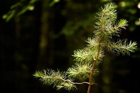 Pine tree branch illuminated with sunlight. Stock Photos