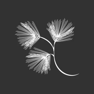 Pine tree branch Stock Illustration