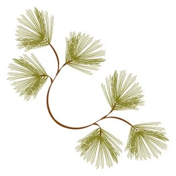 Pine tree branch Stock Illustration