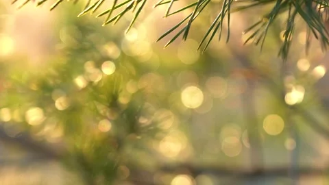 Pine tree branch isolated at sunny sparkling golden blurry bokeh background Stock Footage 152141300