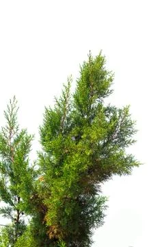 Pine tree branch isolated on white Stock-Fotos