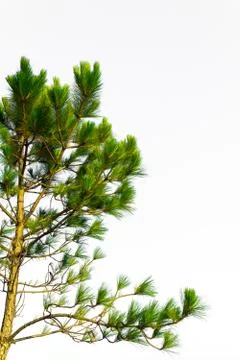 Pine tree branch isolated on white Fotos Stock