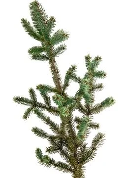 Pine tree branch isolated on white Stock Photos