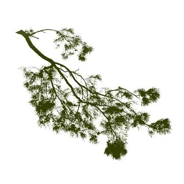 Pine tree branch isolated on white or transparent background Stock Photos