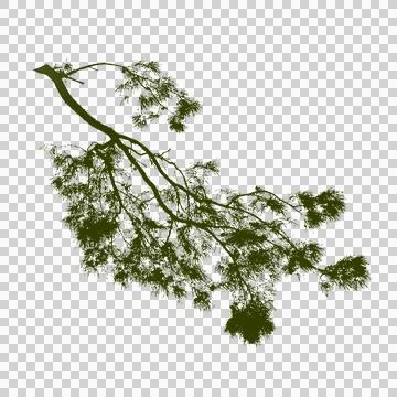 Pine tree branch isolated on white or transparent background Stock Photos