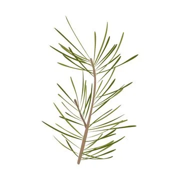 Pine tree branch with long green needles isolated on white background Stock Illustration