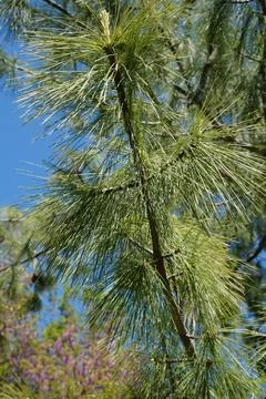 Pine tree branch with long green needles against blue sky Stock Photos