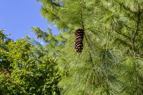 Pine Tree Branch with Long Needles and Brown Cone in Sunlight Stock Photos