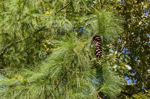 Pine Tree Branch with Long Needles and Brown Cone in Sunlight Stock Photos