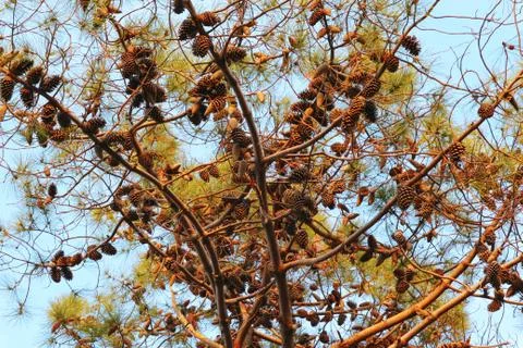 Pine tree branch with many pine cones. Stock Photos