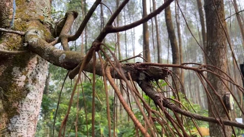 Pine Tree Branch with Moss in Lush Forest Stock Footage 274764785
