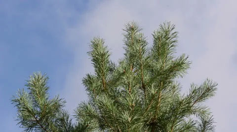 Pine tree branch move wind closeup background cloud fly sky Stock Footage 22556485