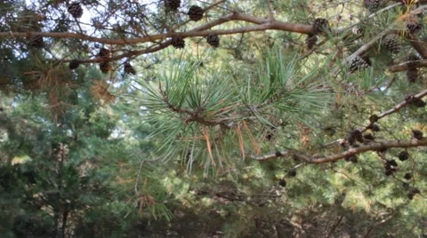 Pine tree branch moving in the breeze Stock Footage 43619631