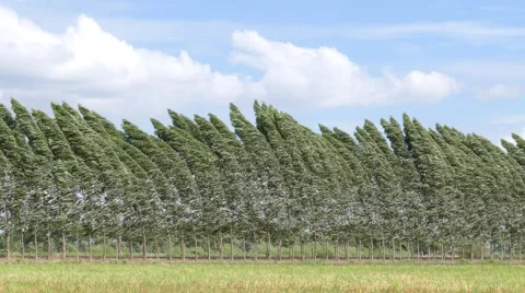 Pine tree branch moving with the wind. Stock-Footage 53816378