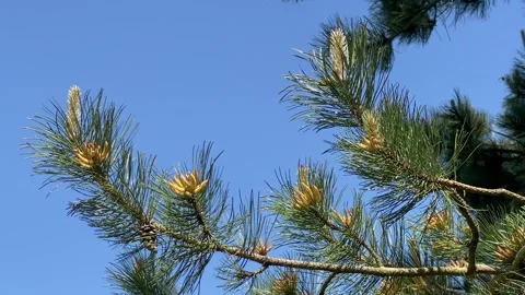 Pine tree branch moving wind deep blue sky Stock Footage 276415811