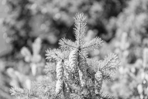 Pine tree branch. Needle of a coniferous tree. Pine pollen. Needle of Christmas Foto stock