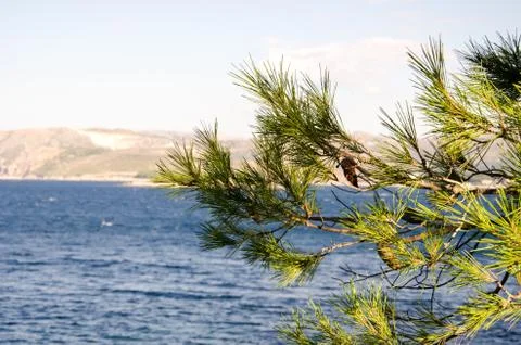 Pine tree branch with needles and cones against the backgound of sea Stock Photos