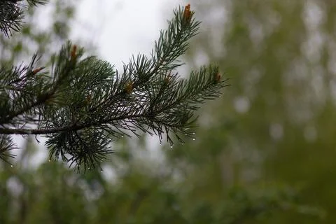 Pine tree branch with needles and small cones Stock Photos