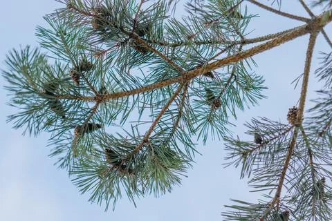 Pine tree branch with needles and pine cones against sky Stock Photos