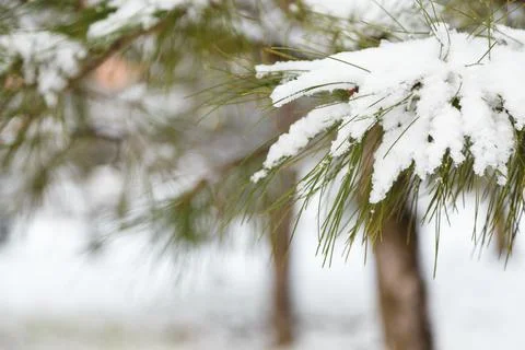 Pine tree branch, needles covered with snow at winter day, close up shot Stock Photos