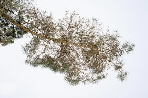 Pine tree branch with needles on white background Stock Photos