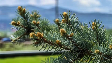 Pine tree branch with new growth and mountain background Stock Footage 336743369