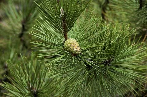 Pine tree branch with new pine cone in  summer Stock Photos