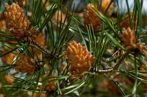 Pine tree branch with new tip in early summer, Plana mountain Stock Photos